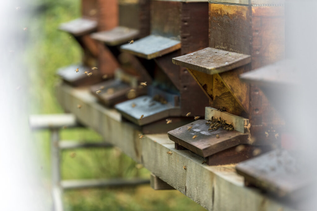 Bienenpatenschaften & mehr