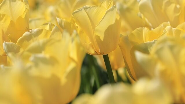 Geering_Tulpen