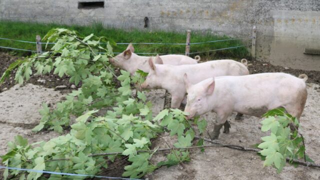 Schweine_Wymann