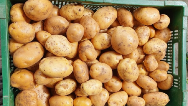 Sigi_kartoffeln_agria